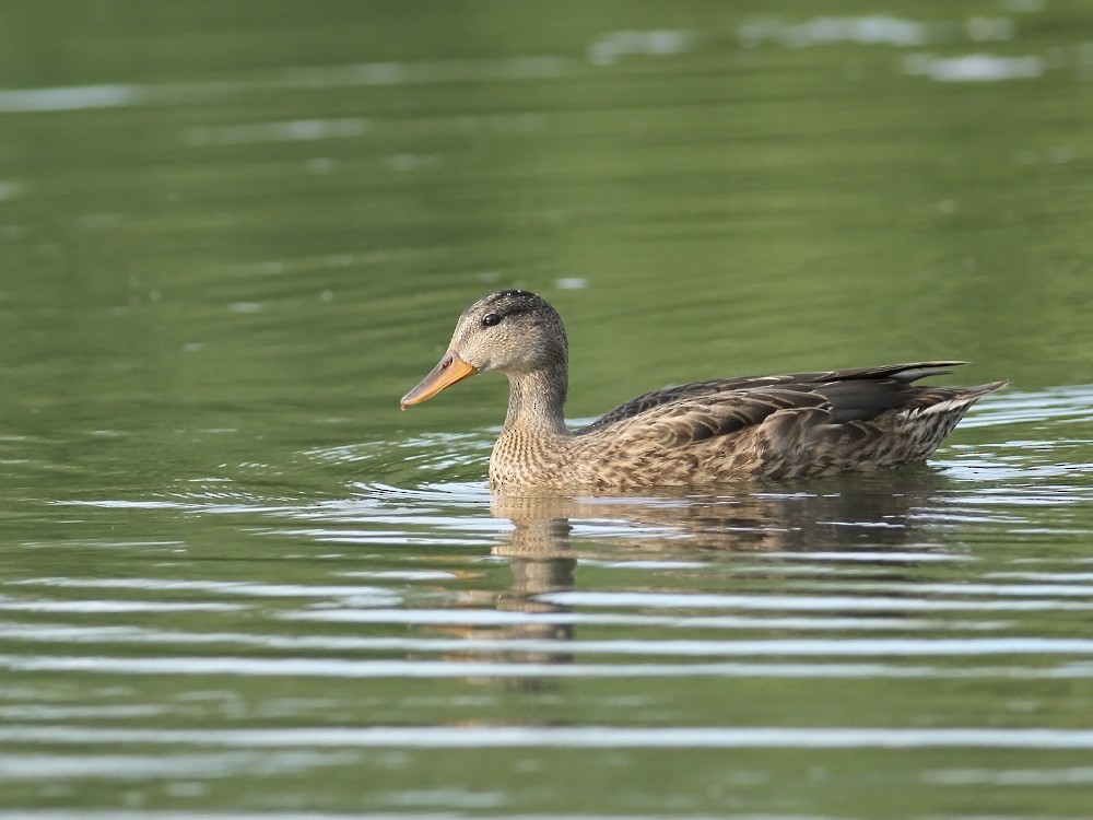 Gadwall (Common) - ML31154871