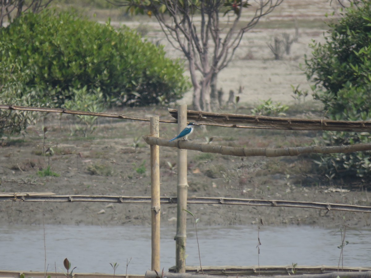 Collared Kingfisher - Debjani Ghosh