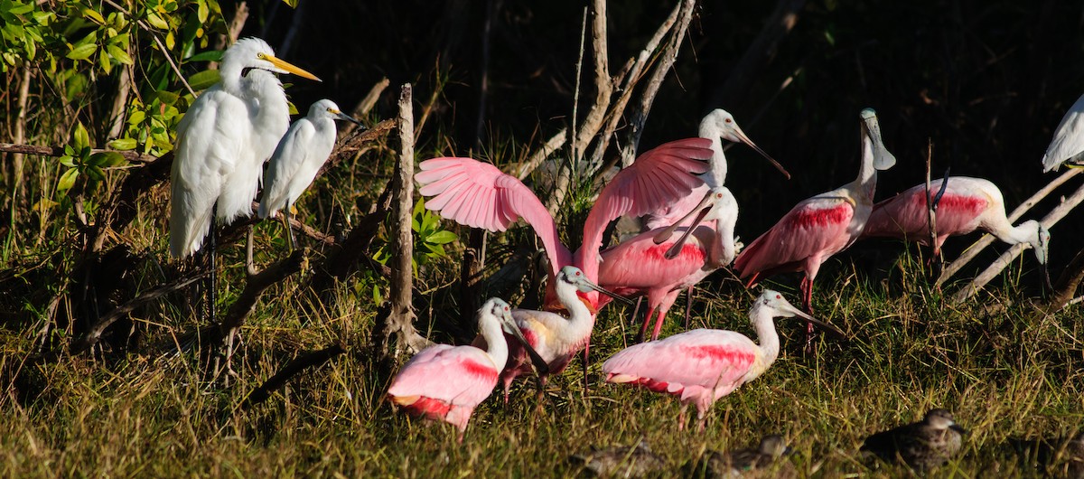 Roseate Spoonbill - Robert Priddy