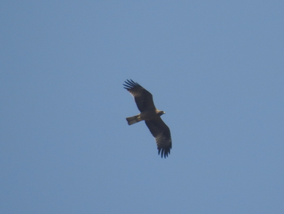 Águila Calzada - ML311549561