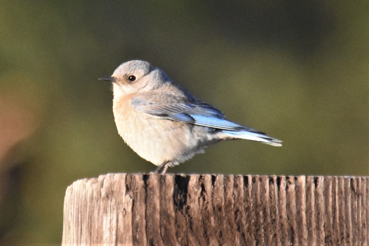 Western Bluebird - ML311549851