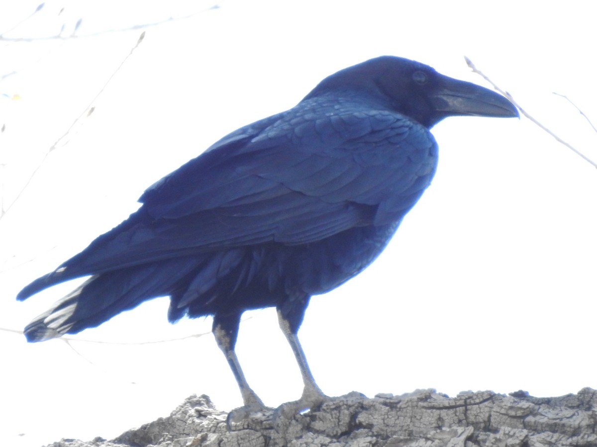Chihuahuan Raven - Kelly Wright