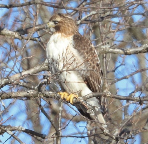 Red-tailed Hawk - ML311550751