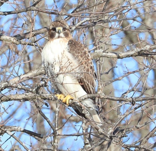 Red-tailed Hawk - ML311550761