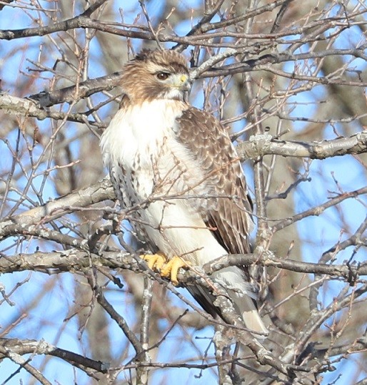 Red-tailed Hawk - ML311550771