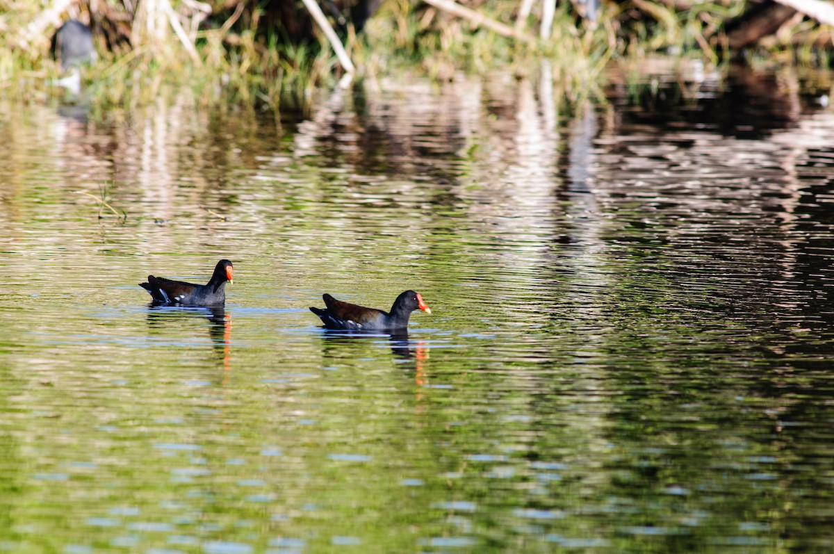 Common Gallinule - ML31155081