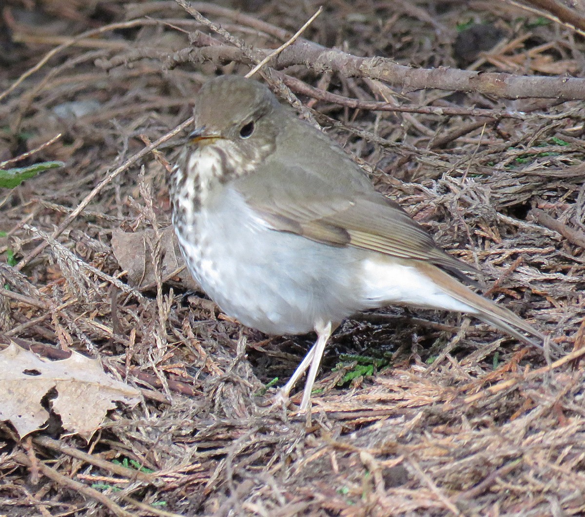 Hermit Thrush - Martha Keller