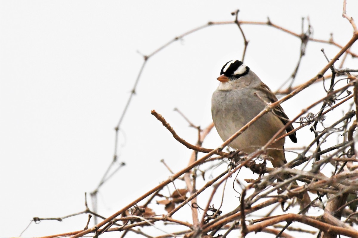 White-crowned Sparrow - ML311551901