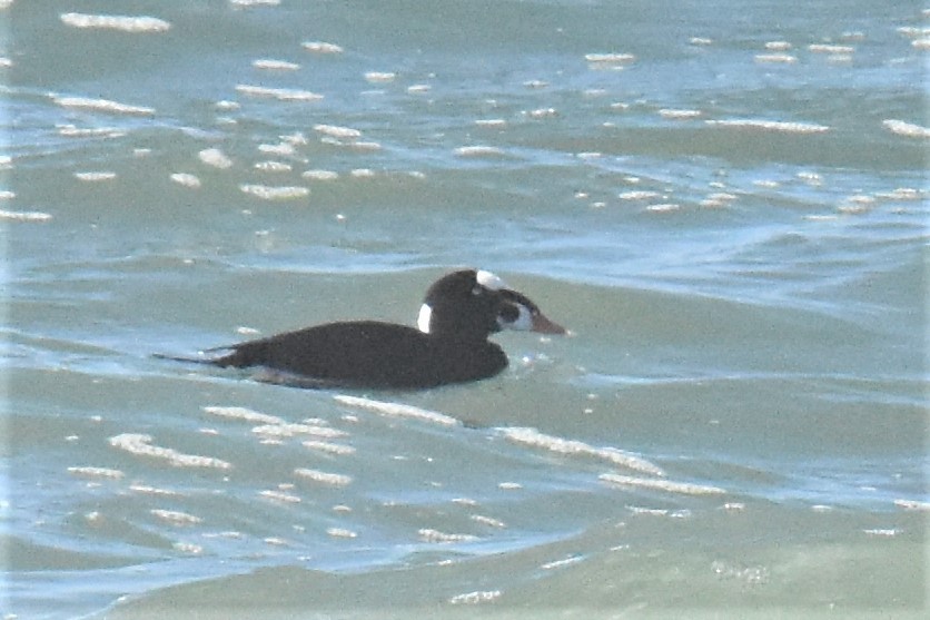 Surf Scoter - ML311553991