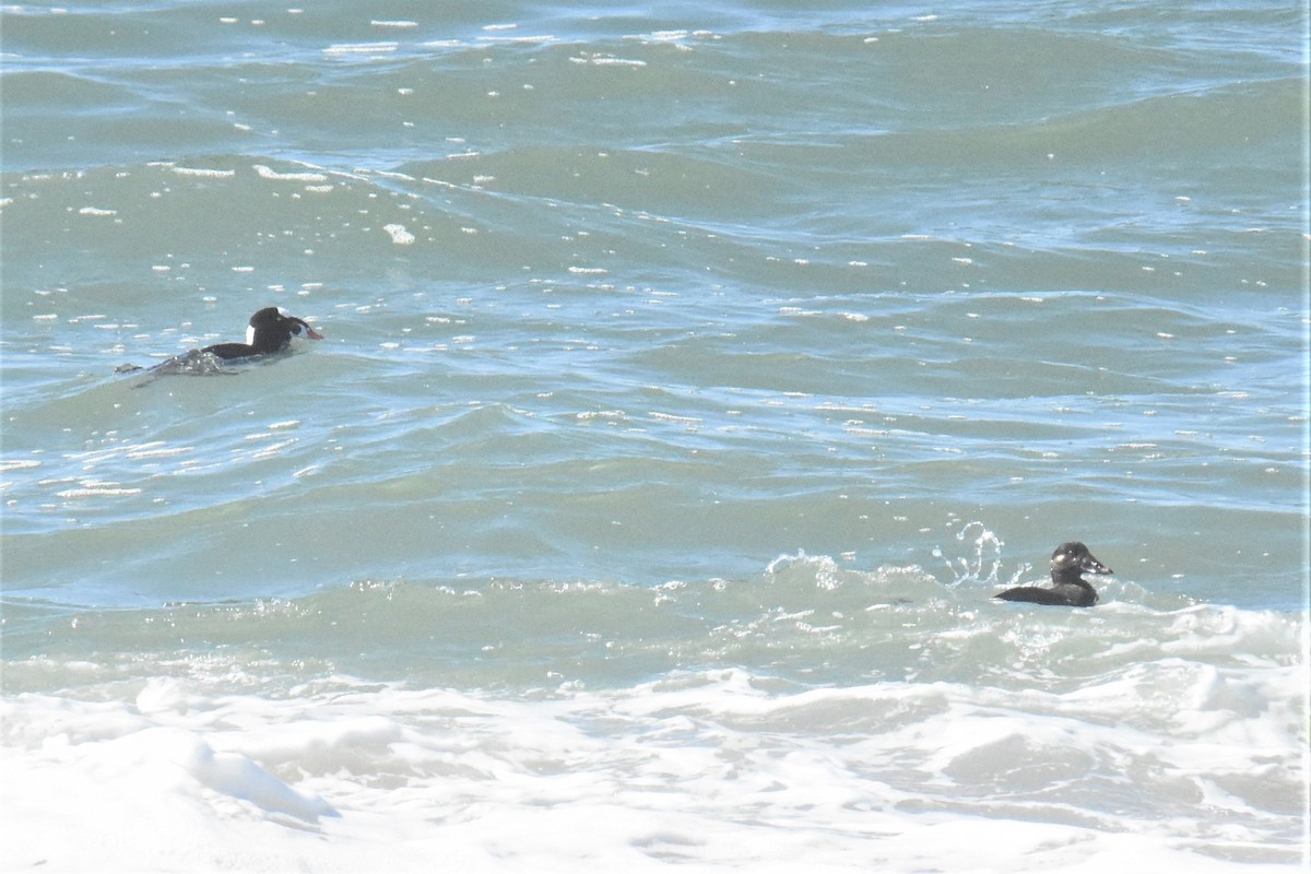 Surf Scoter - ML311554061