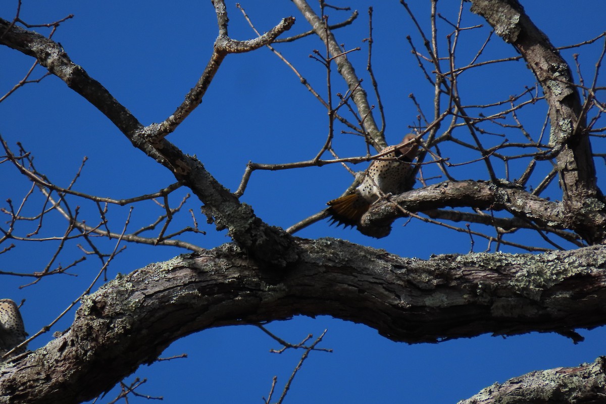 Northern Flicker - Anne Mytych