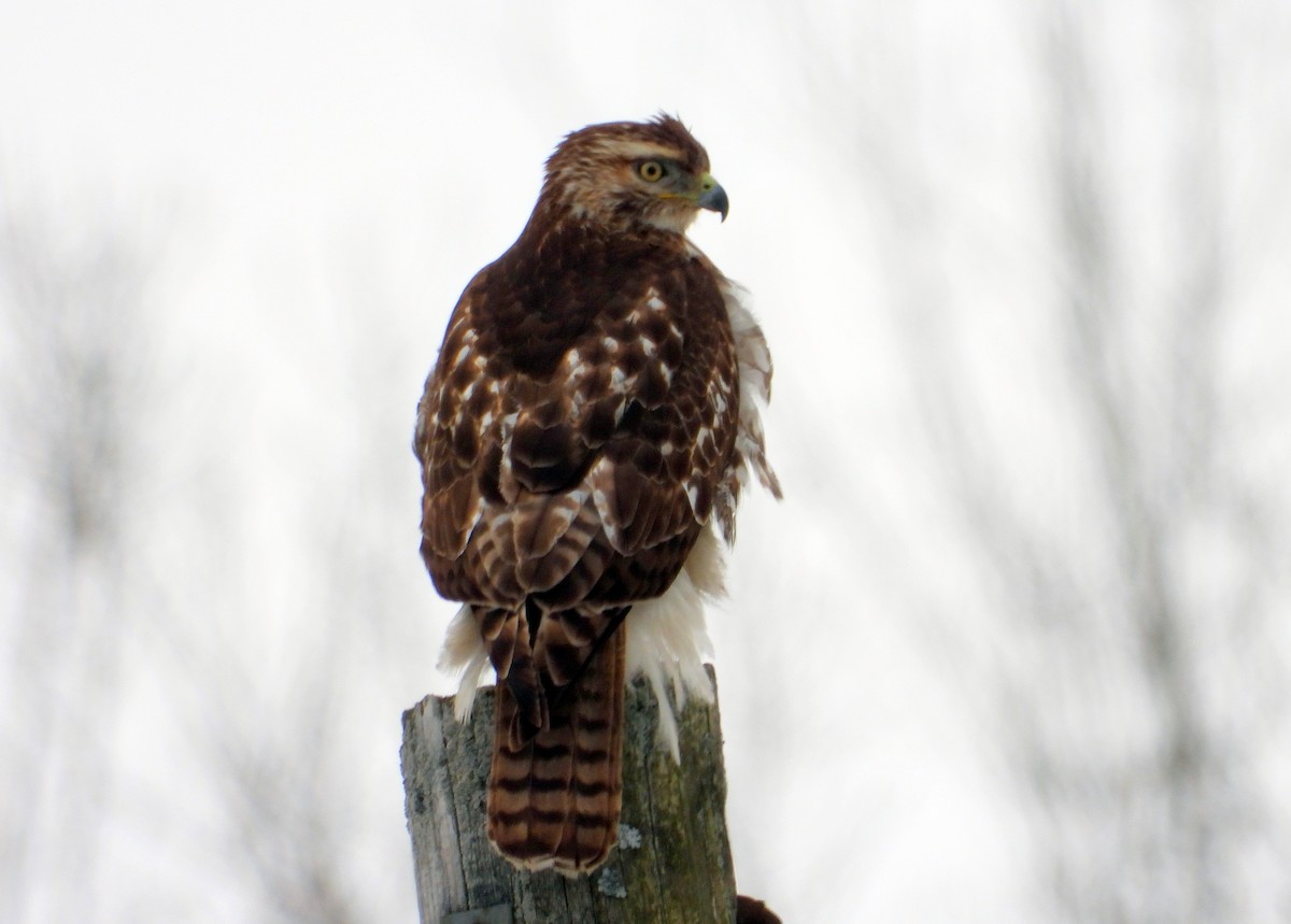 Red-tailed Hawk - ML311554961