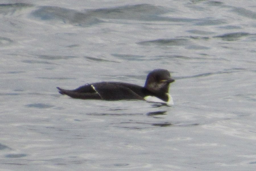 Thick-billed Murre - ML311555591