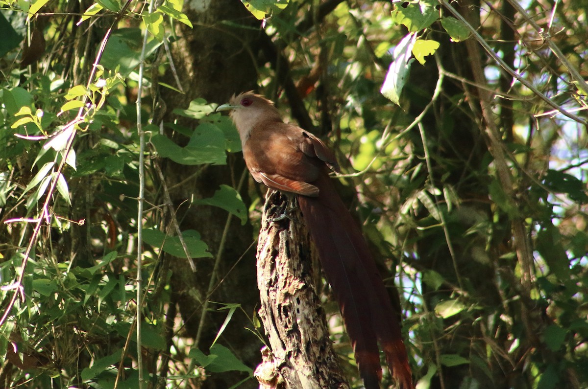 Squirrel Cuckoo - ML311557891