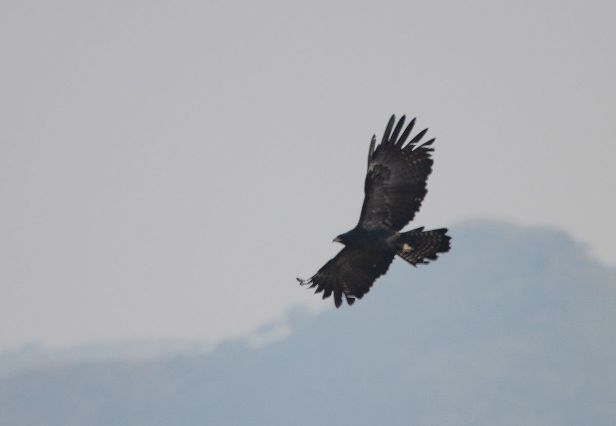 Black Eagle - Kalpesh Krishna