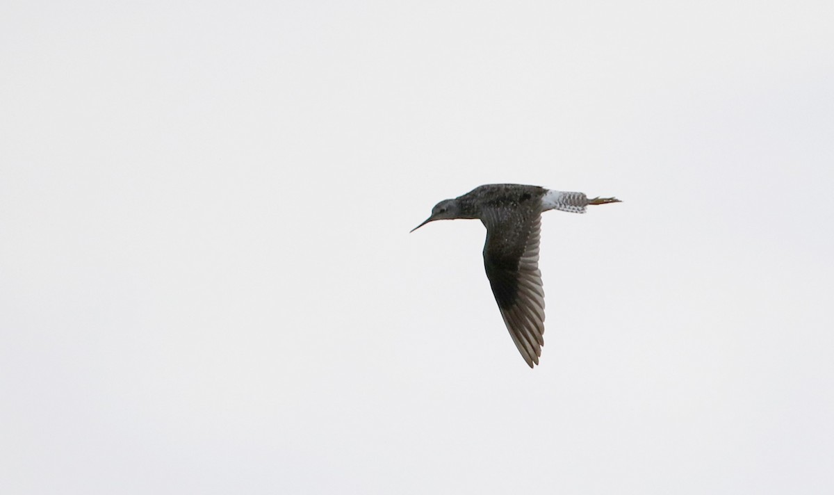 Lesser Yellowlegs - Jay McGowan