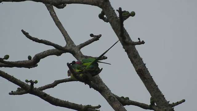 Plum-headed Parakeet - ML311560481