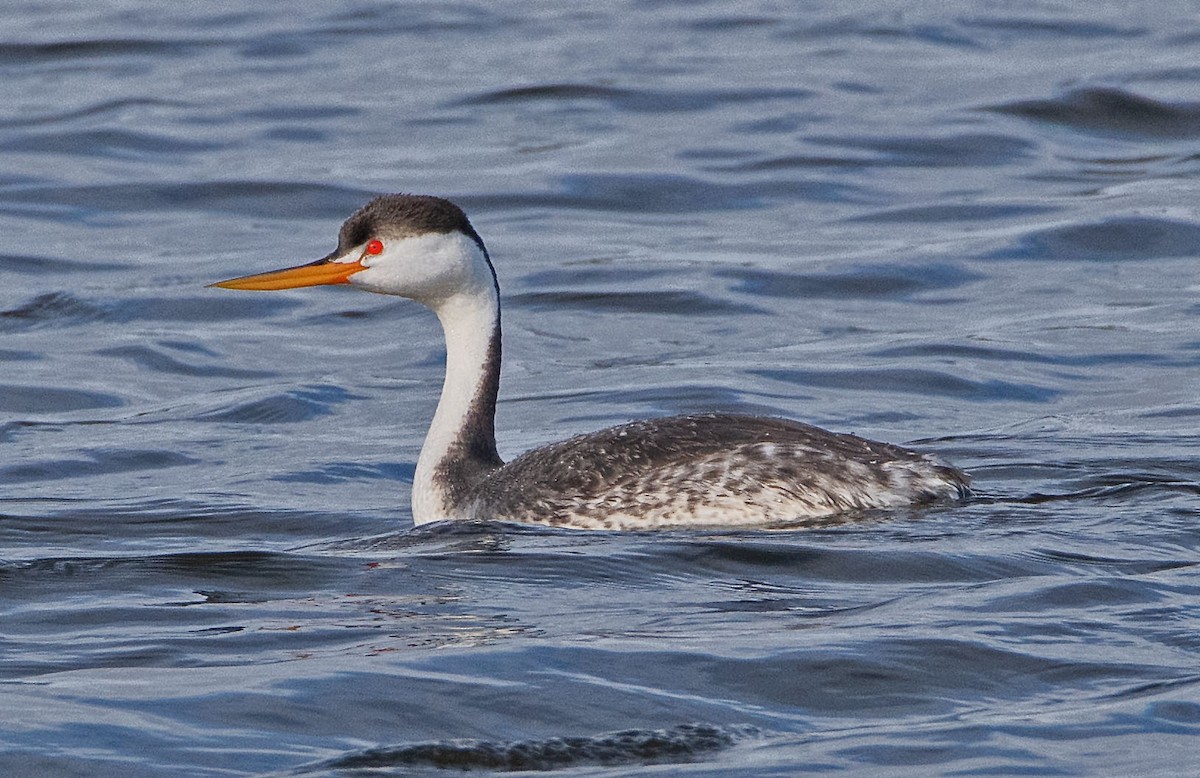 Clark's Grebe - ML311561451