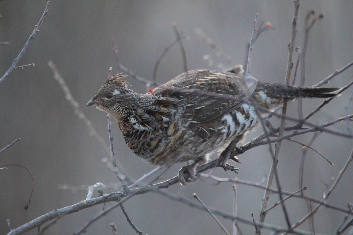 Ruffed Grouse - ML311564901