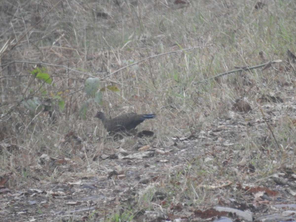 Red Spurfowl - ML311565151