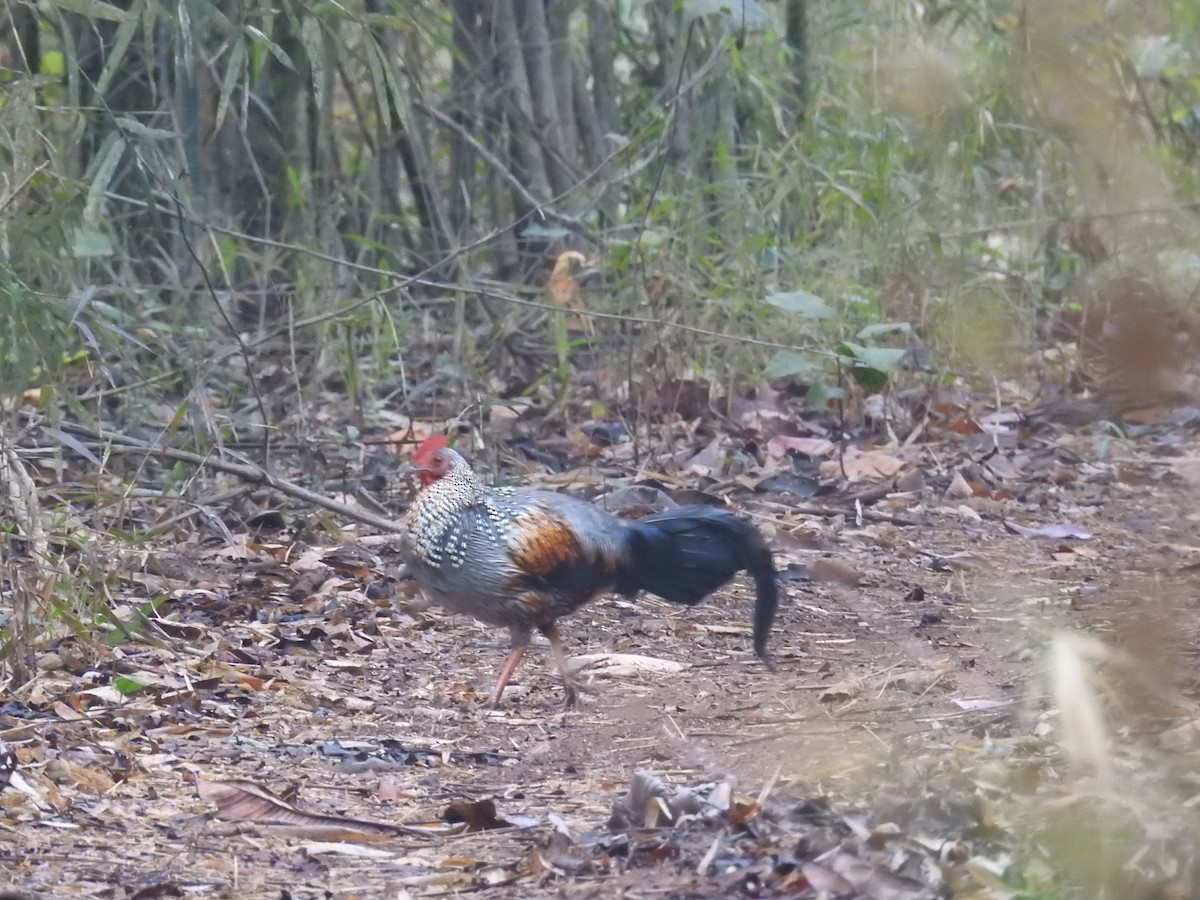 Gray Junglefowl - ML311565181