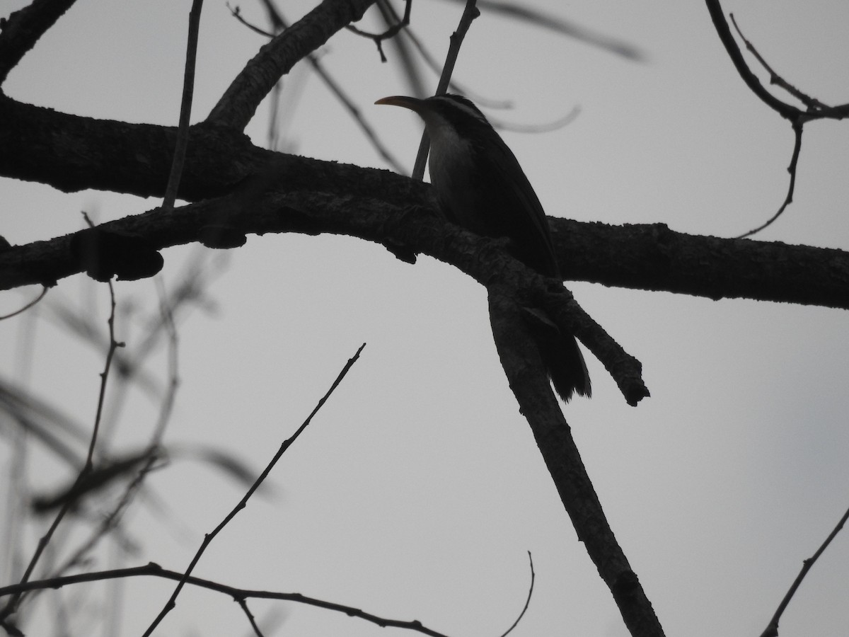 Indian Scimitar-Babbler - ML311565331