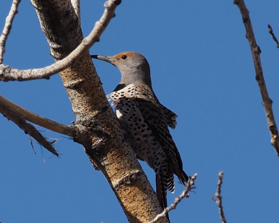 Northern Flicker - ML311566821