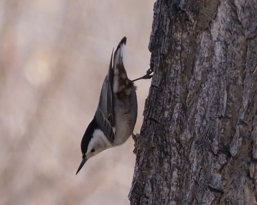 White-breasted Nuthatch - ML311566861