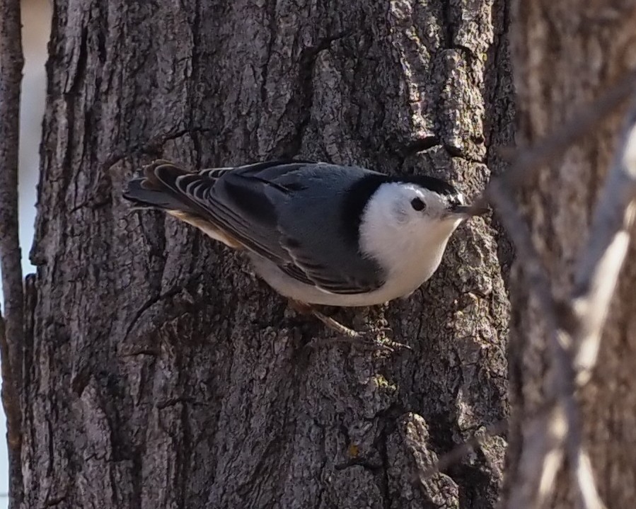 White-breasted Nuthatch - ML311566891