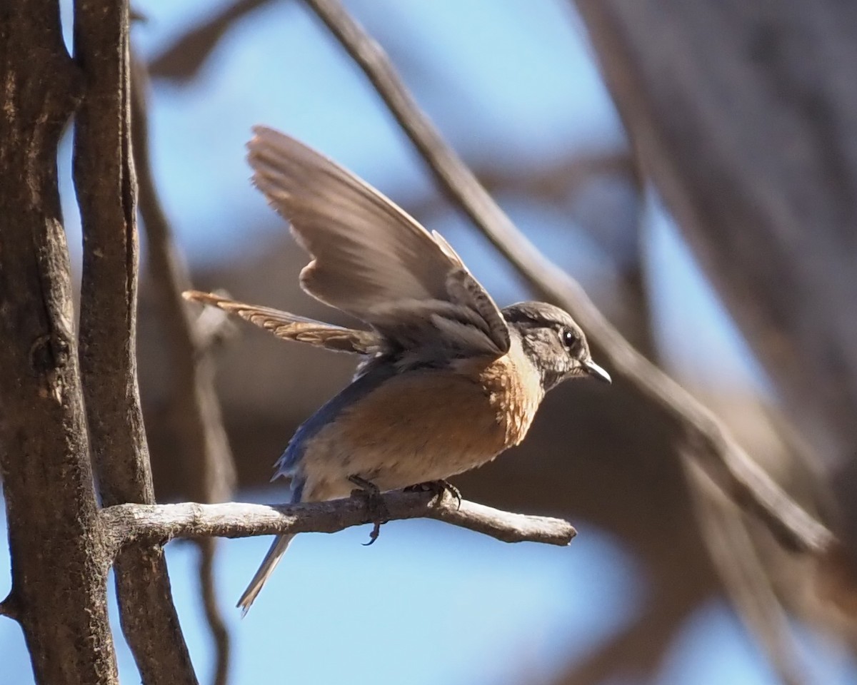 Western Bluebird - ML311567041