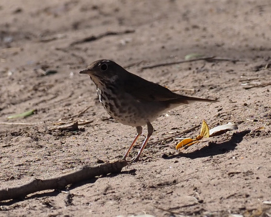 Hermit Thrush - ML311567091