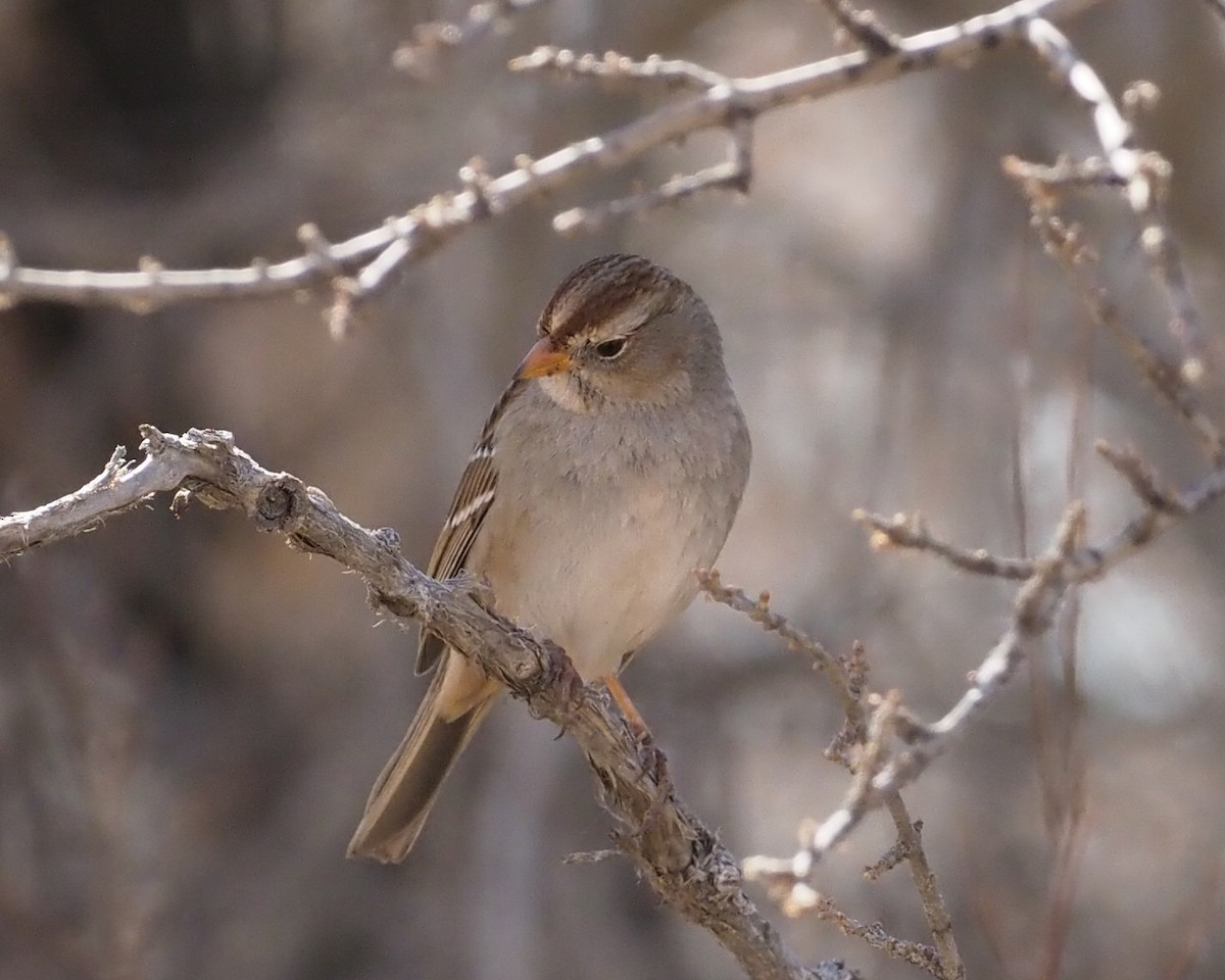 White-crowned Sparrow - ML311567231