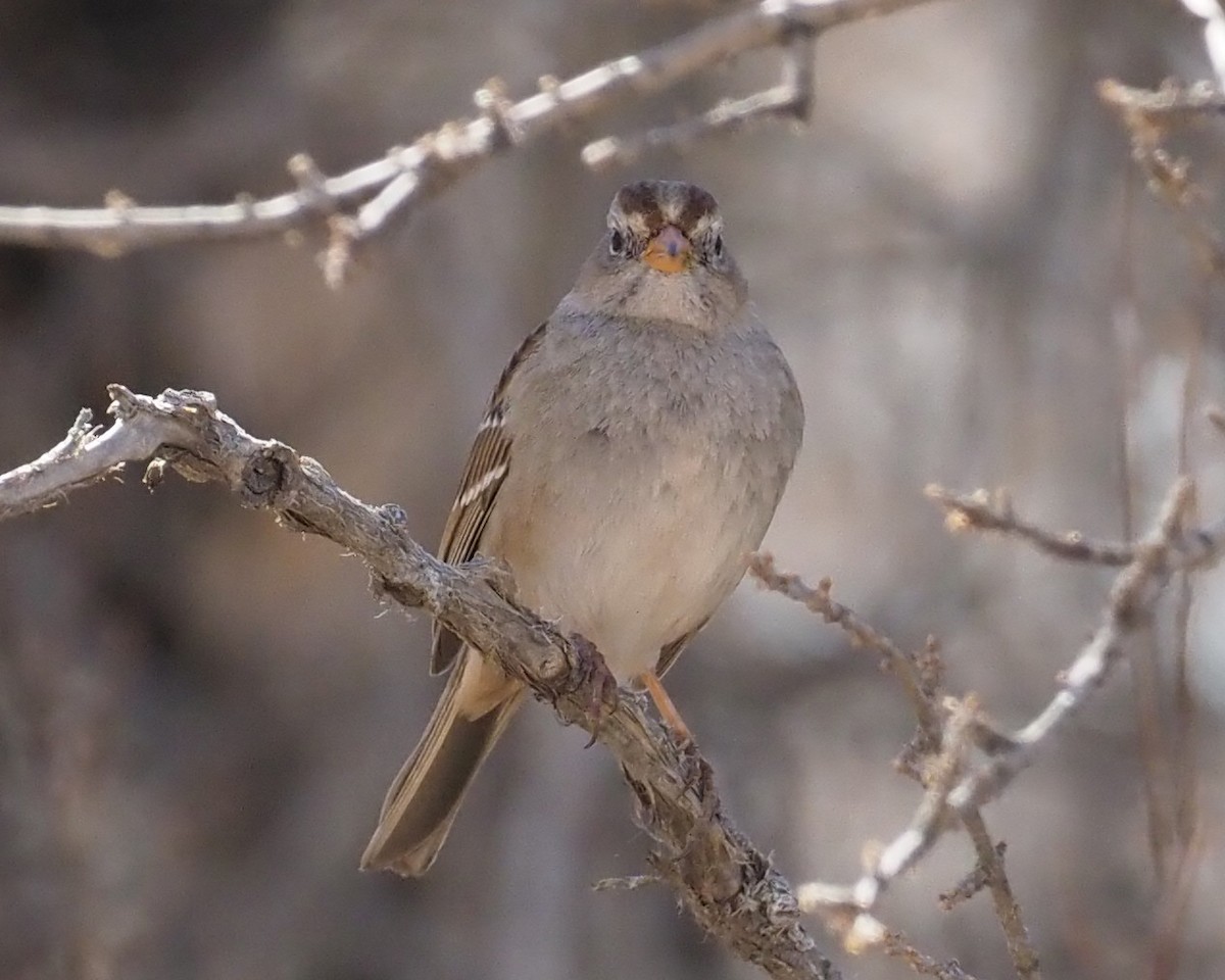 White-crowned Sparrow - ML311567261