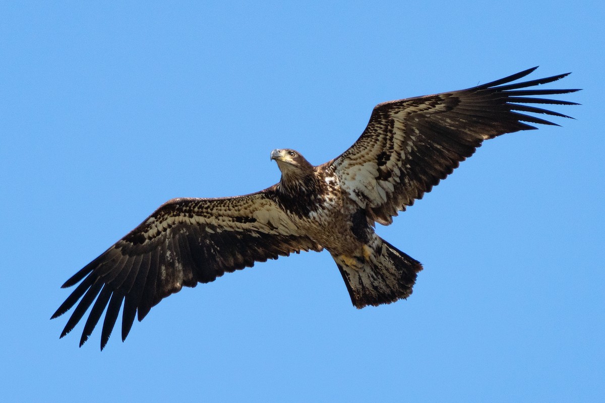 Bald Eagle - Andrea C