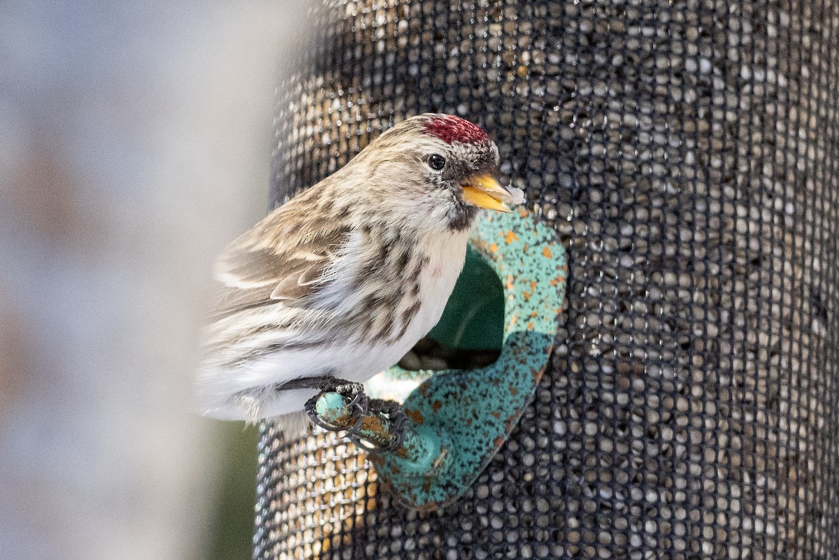 Common Redpoll (flammea) - ML311567821