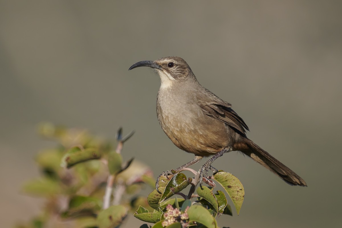 California Thrasher - ML311567921