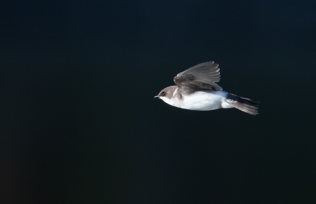 Tree Swallow - ML311570031