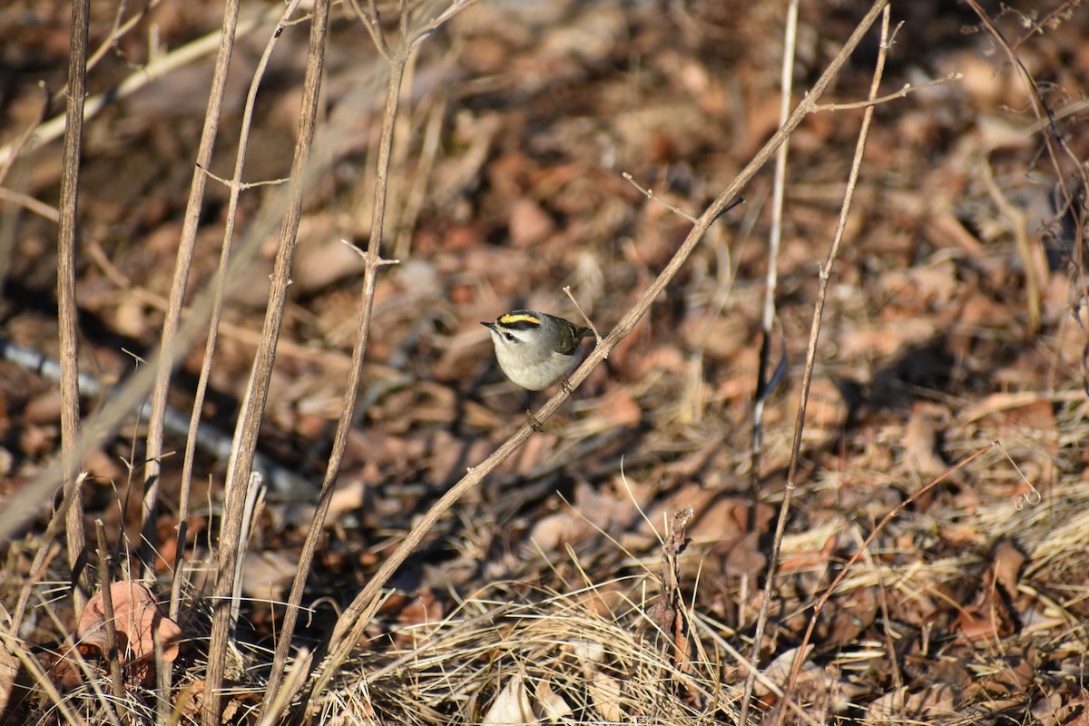 Golden-crowned Kinglet - ML311570041