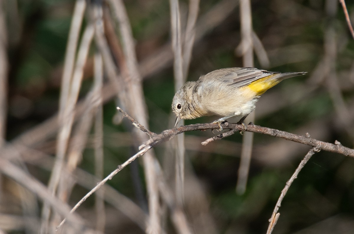 Virginia's Warbler - ML311570171