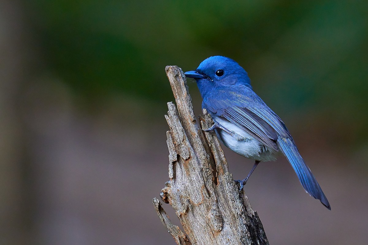 Black-naped Monarch - ML311572161