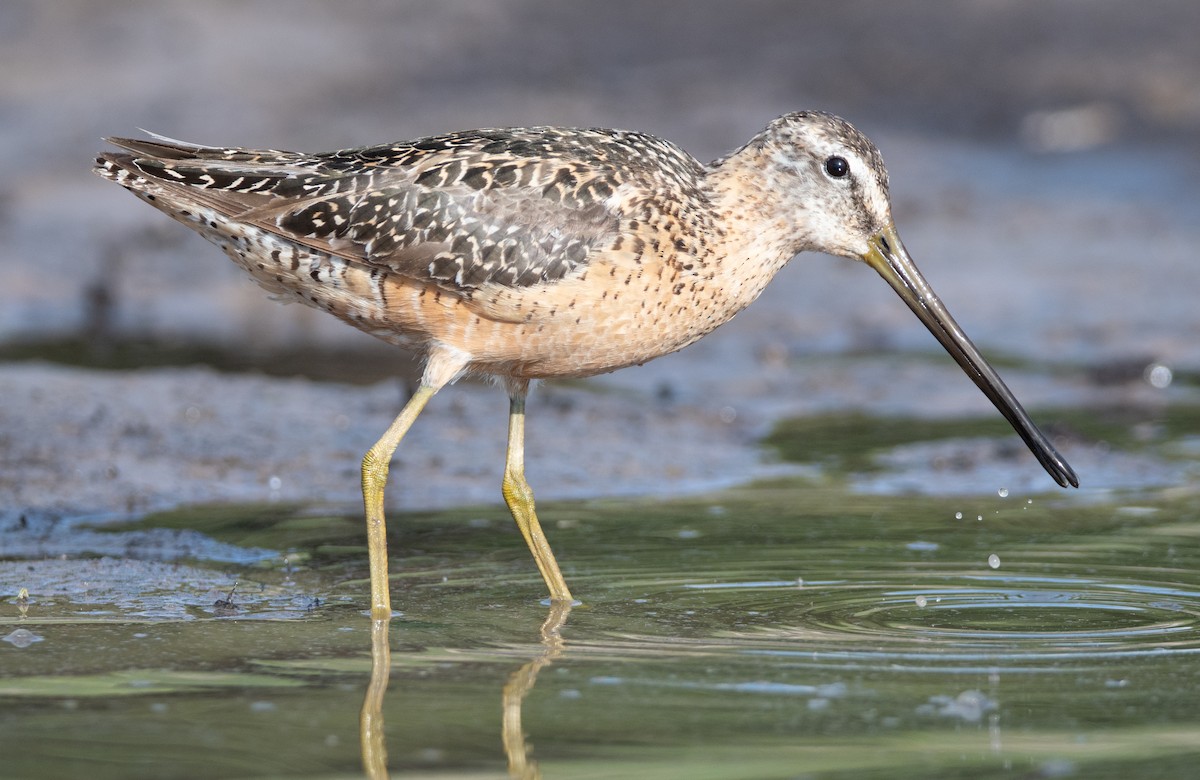 Long-billed Dowitcher - ML311572381