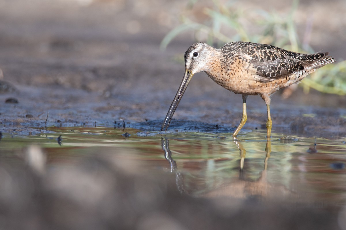 Long-billed Dowitcher - ML311572391