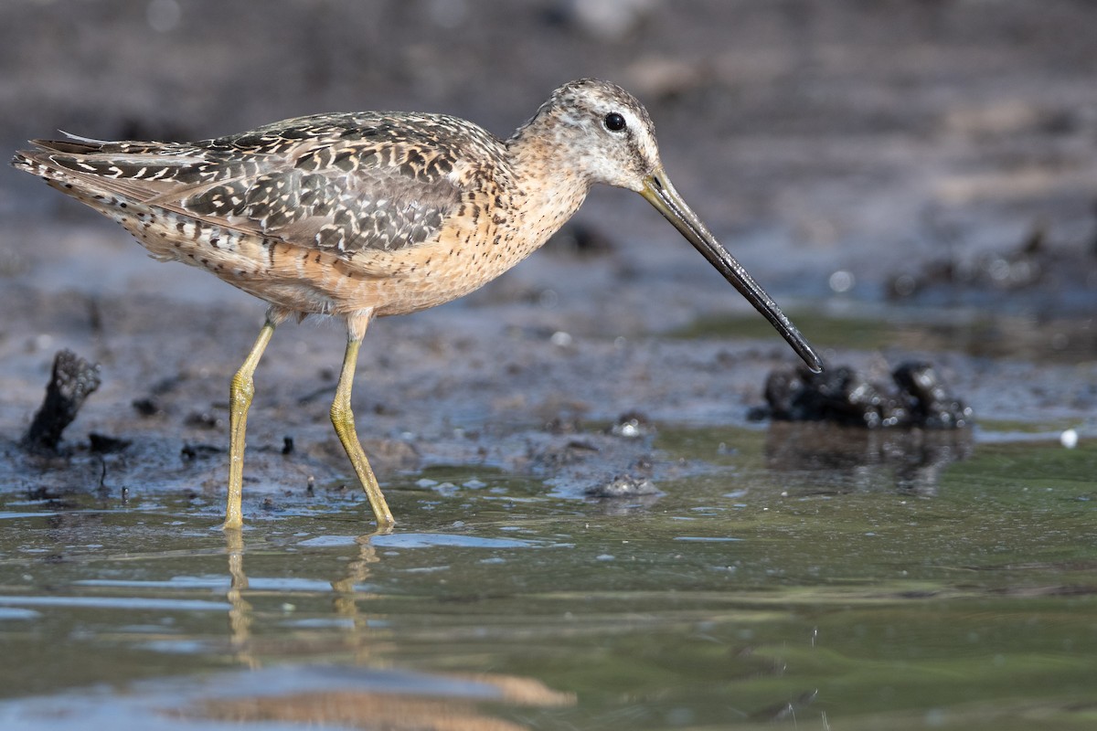 Long-billed Dowitcher - ML311572421