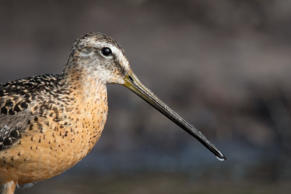 Long-billed Dowitcher - ML311572431