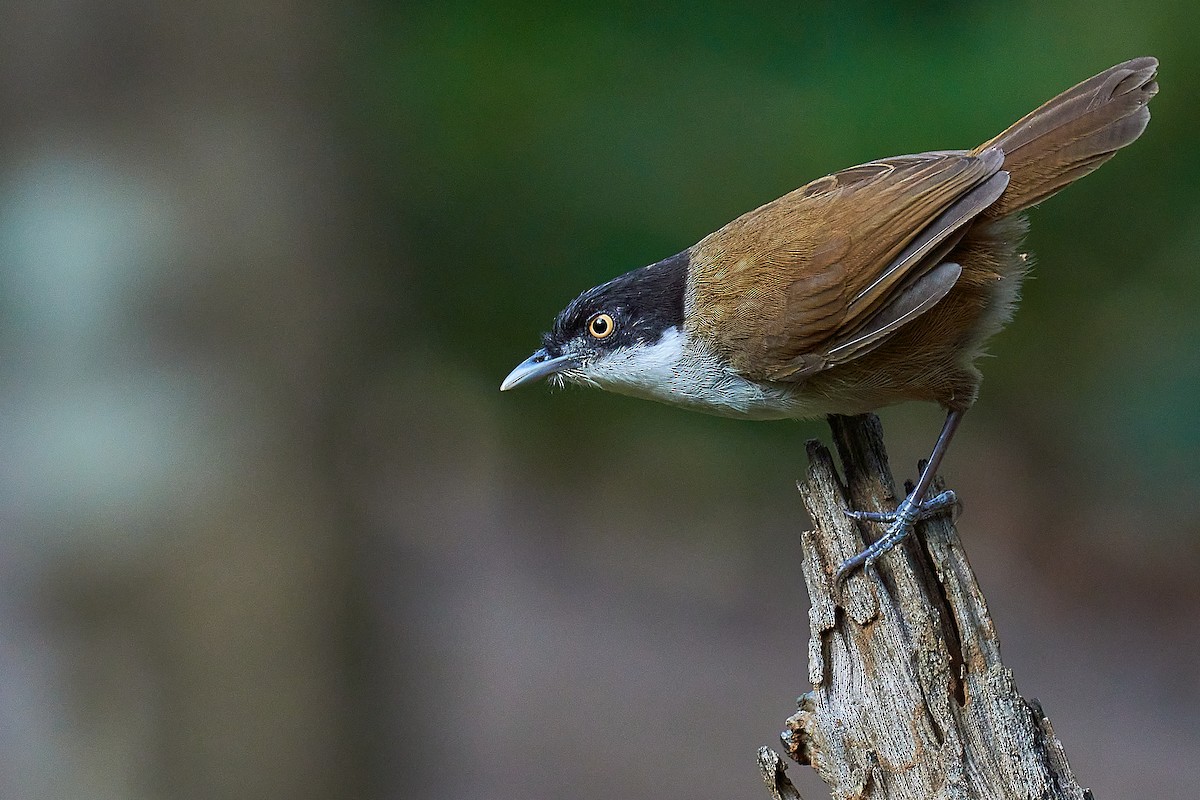 Dark-fronted Babbler - Raghavendra  Pai