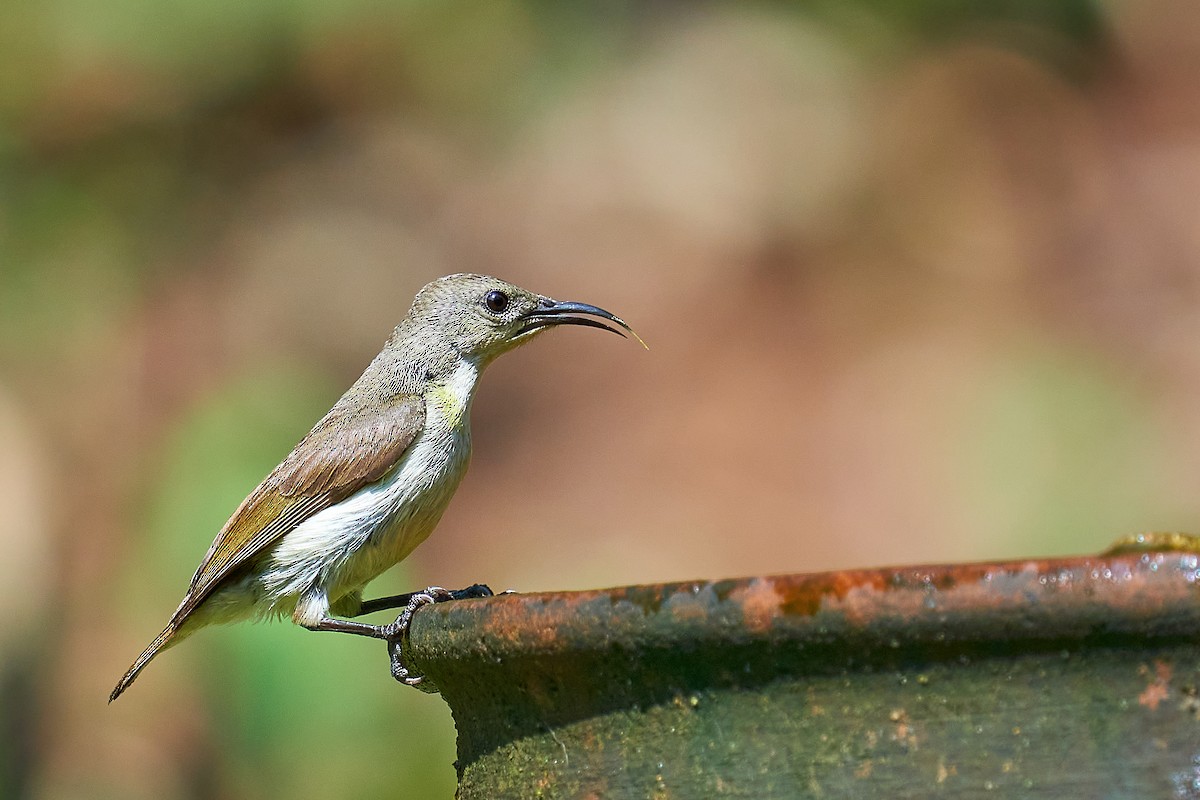 Crimson-backed Sunbird - ML311572811