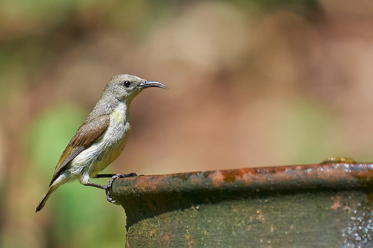 Crimson-backed Sunbird - ML311572831