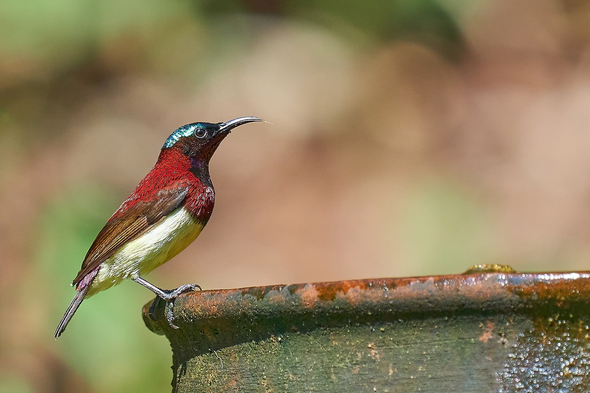 Crimson-backed Sunbird - ML311572851