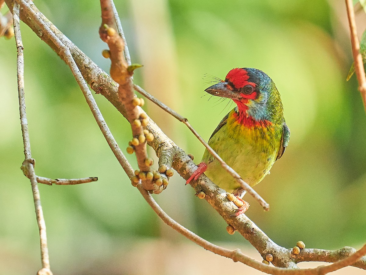 Malabar Barbet - Raghavendra  Pai