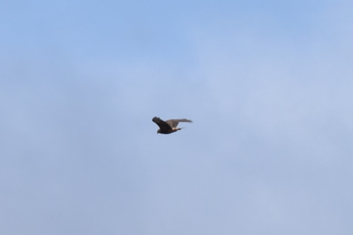 Swamp Harrier - ML311573621